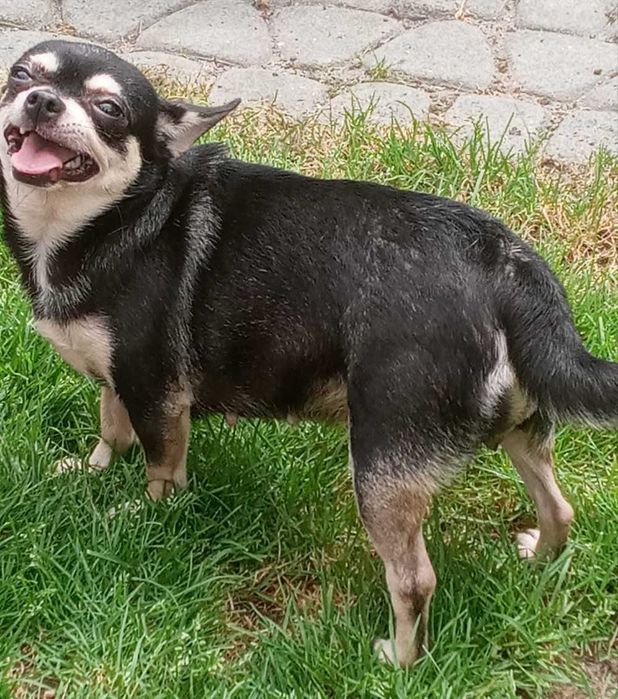 Chihuahua Suczka