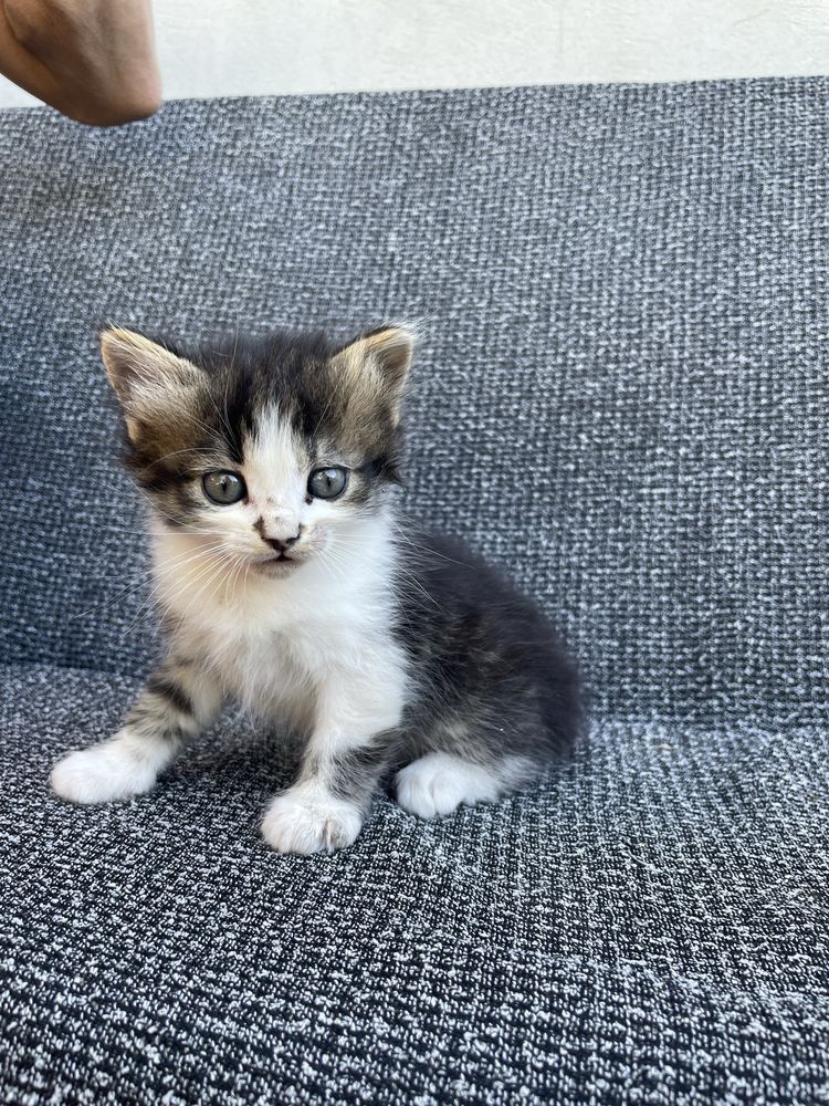 Котики шукають родину