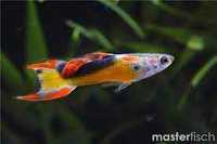 Guppy Endler Golden Jet