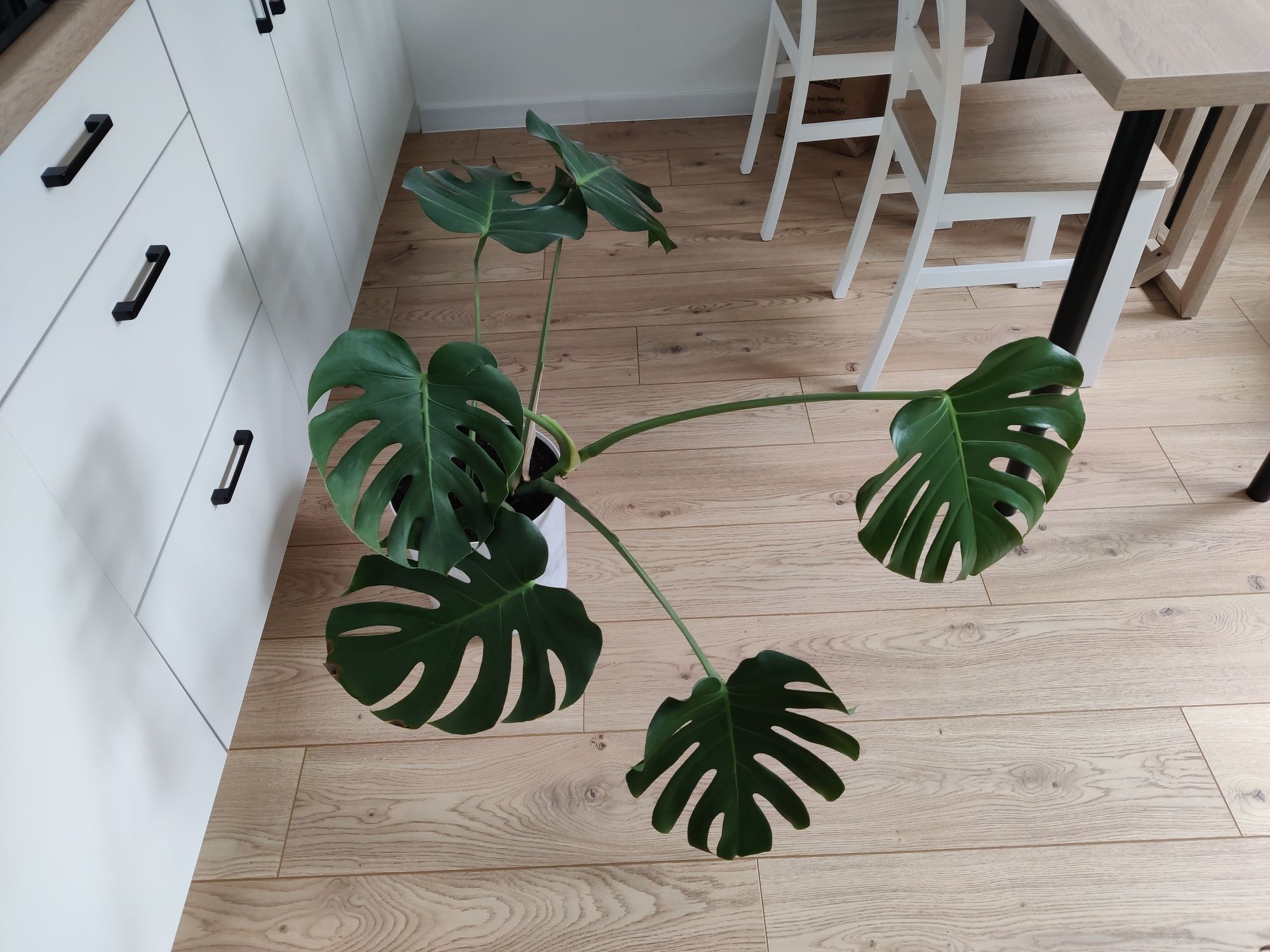 Duża monstera 70cm wysokości