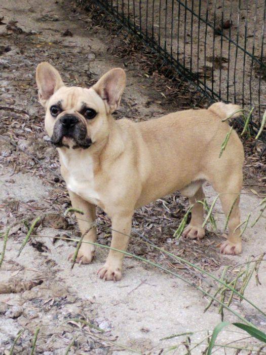 Lindo macho buldogue francês