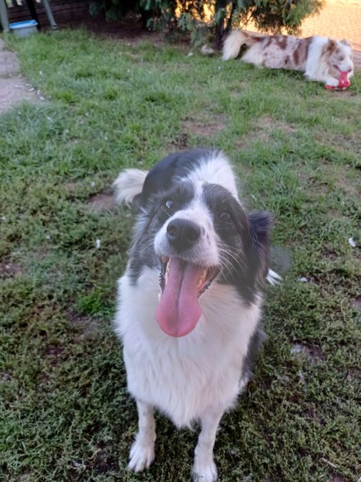 Border Collie piesek czekoladowo biały