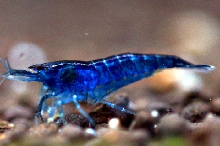 Neocaridina Blue Velvet 1,5 cm Własna hodowla - Sklep ALTUM