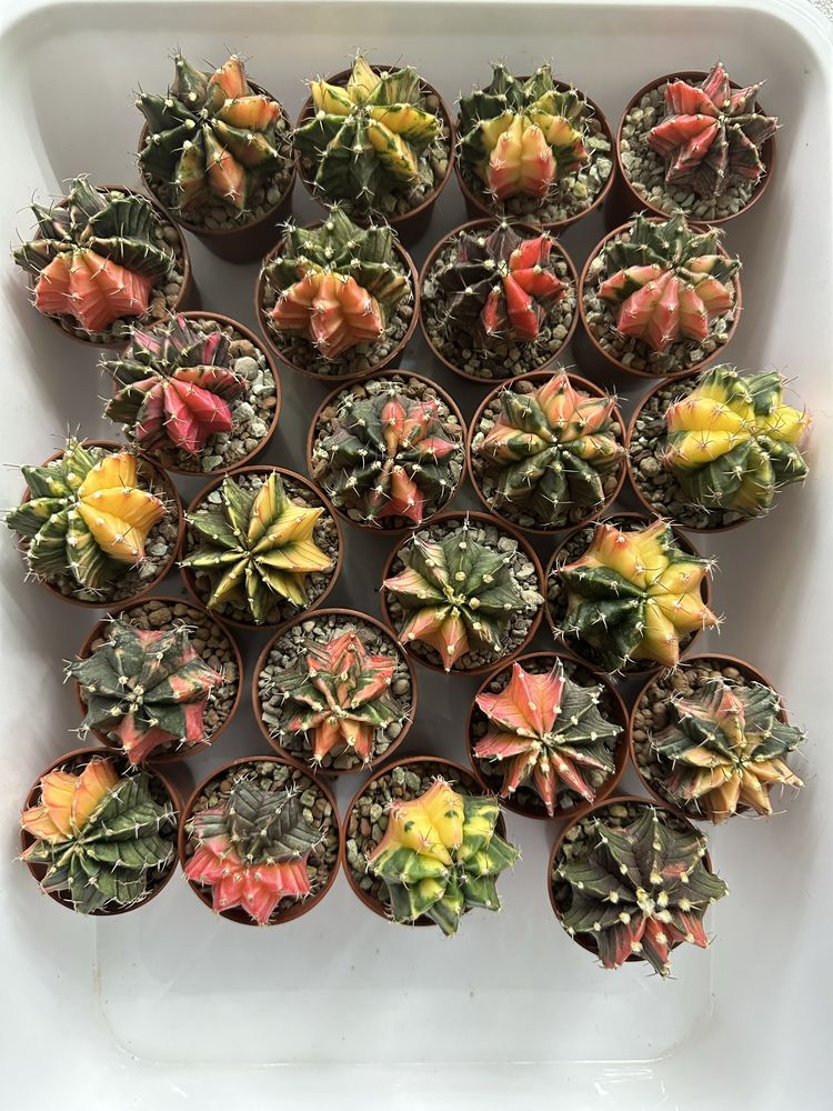 Литопси літопси літопс литопсы lithops живые камни