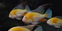 Kopik Heckela ALBINOS - Acarichthys - Kropik - Ziemiojad. Cetarius