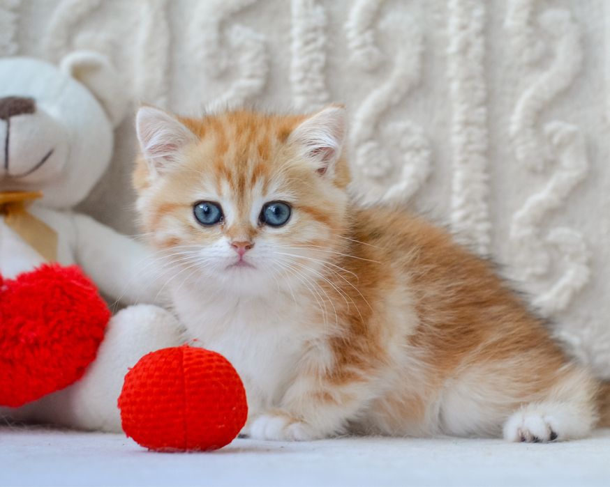 Золотиста дівчинка британка