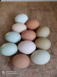 Ovos coloridos para incubação