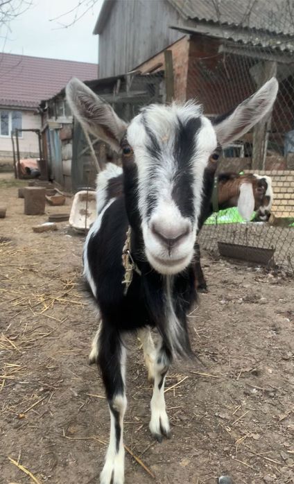 Продається дійсна коза на вибір
