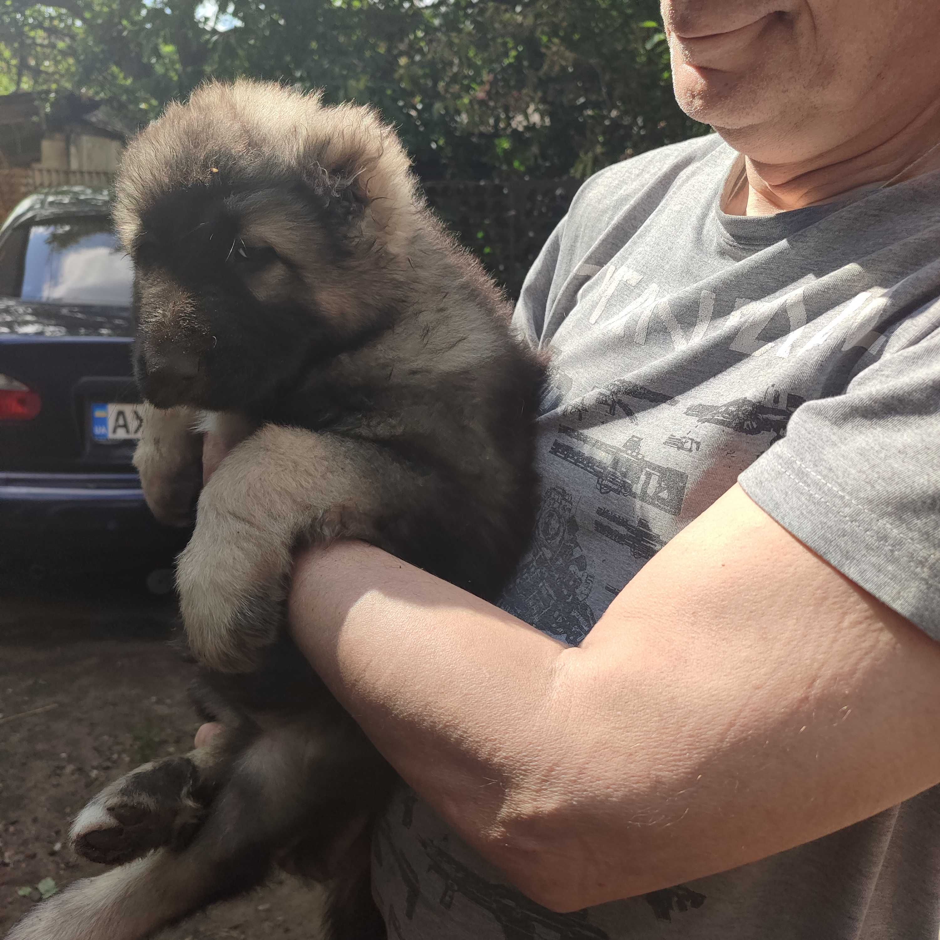 продам кавказькіх цуценят