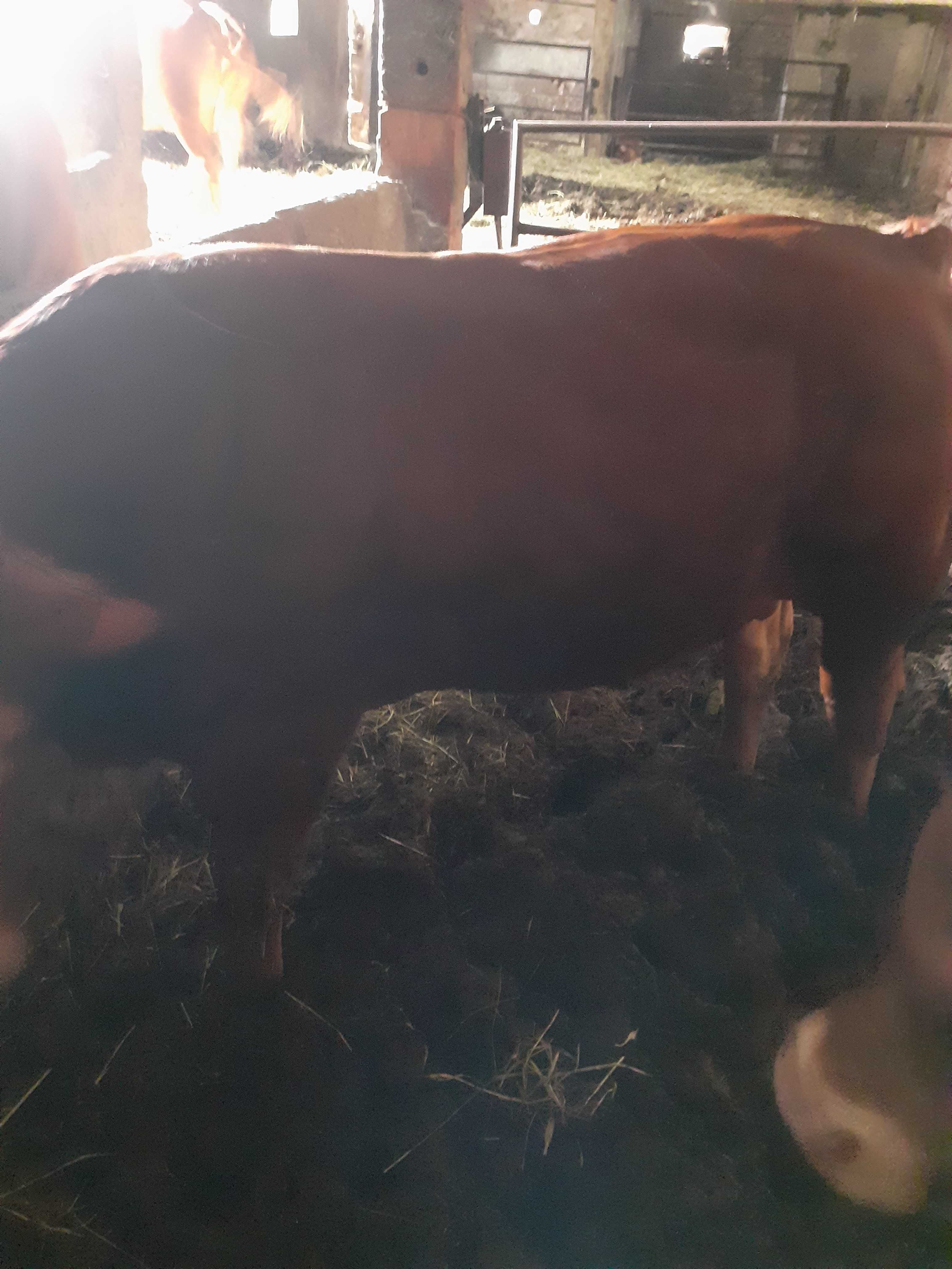 Byki mięsne, półroczne, 200-250 kg, 2 sztuki