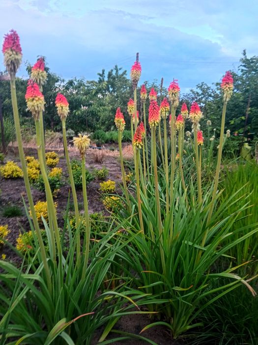 Книффофия ягодная