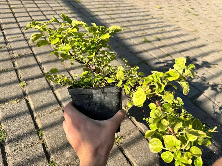 Hortensja pnąca 'Mirranda' (Hydrangea) Pnącze do cienia Poj. 2L