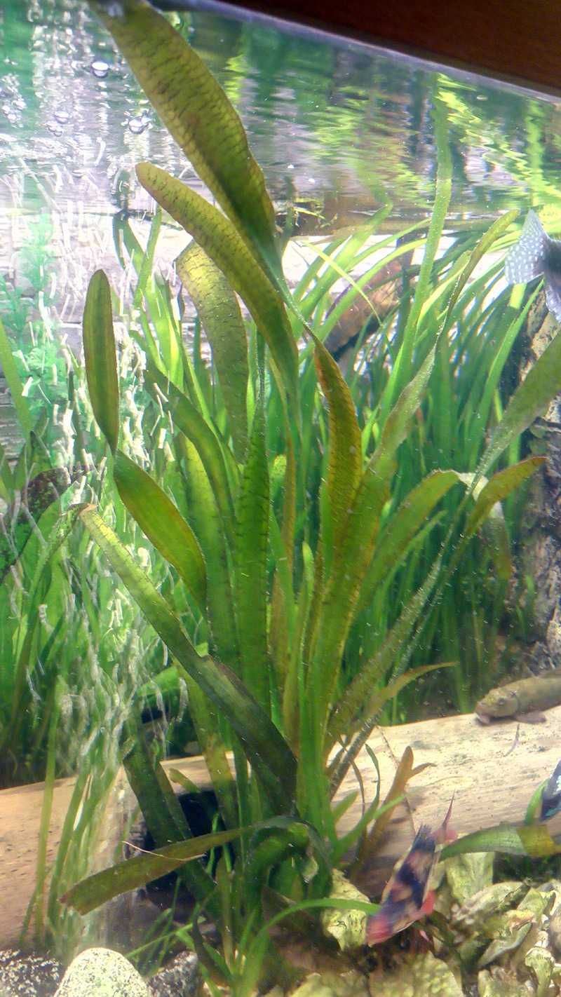 Vallisneria gigantea Nurzaniec olbrzymi