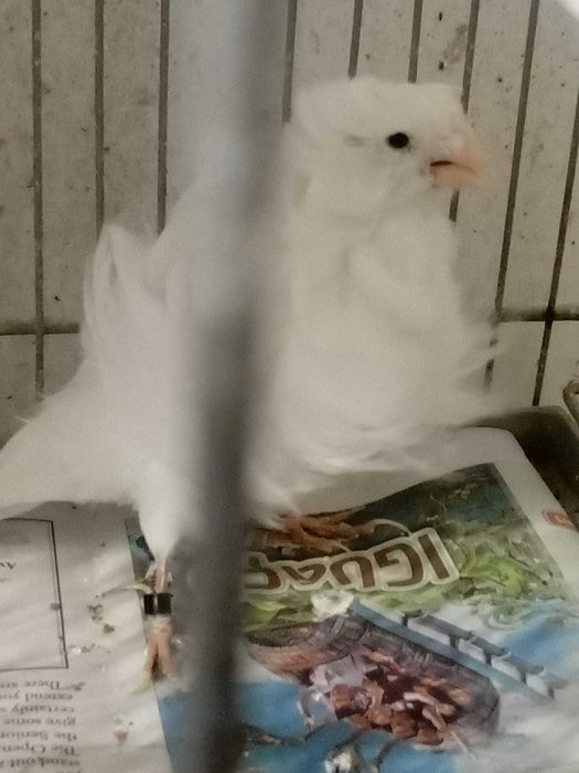 Canários frisados parisienses