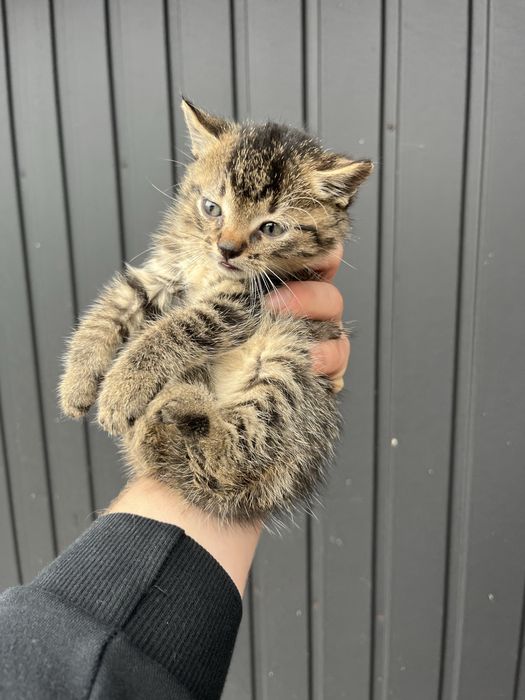 Oddam małe koty w dobre ręce