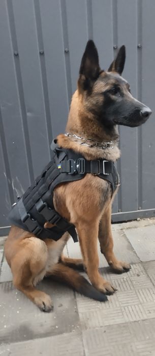 Шлейка жилет тактическая шлея для собак. К9. Molle. Усиленный. Новый.