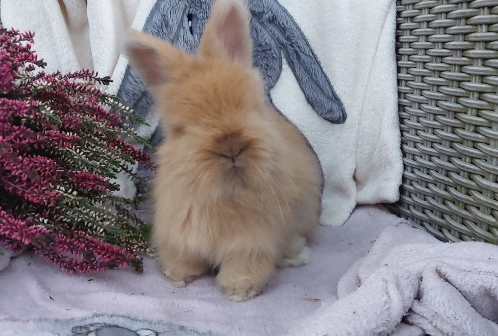 Angora angielska królik ozdobny York