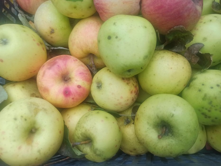 Продам домашні яблука,та груші