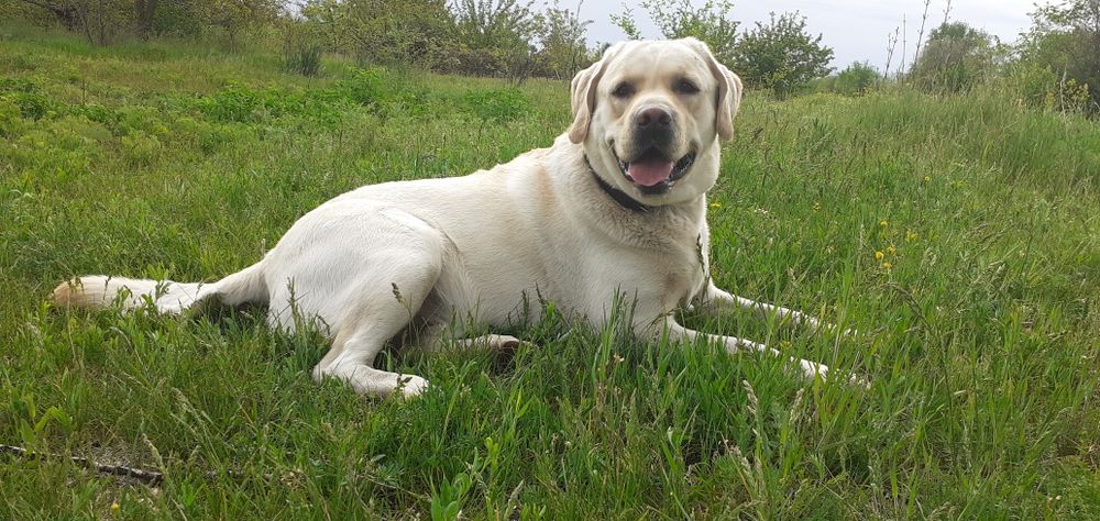 Вязка лабрадора !!!