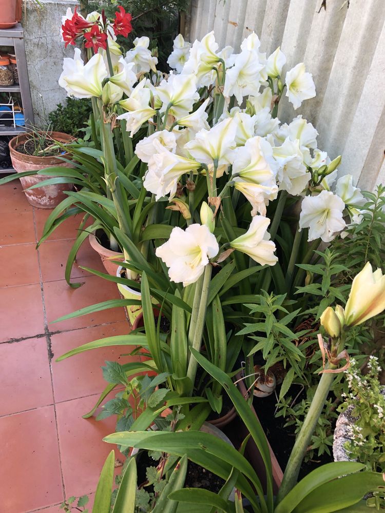 Planta Amarilis branca vaso grande e a dar flor