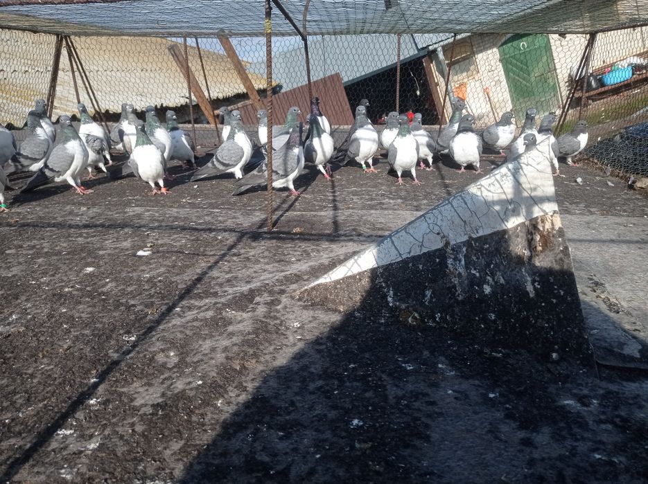 Gołębie czajki wiedeńskie