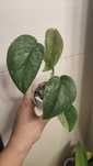 Scindapsus Jade Satin Marble