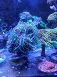 Euphyllia glabrescens niebiesko/zielona