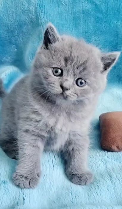 British Shorthair blue Fêmea