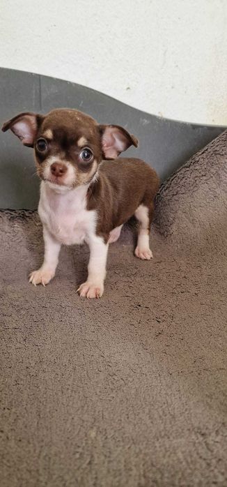 Chihuahua Fêmea Cor Chocolate