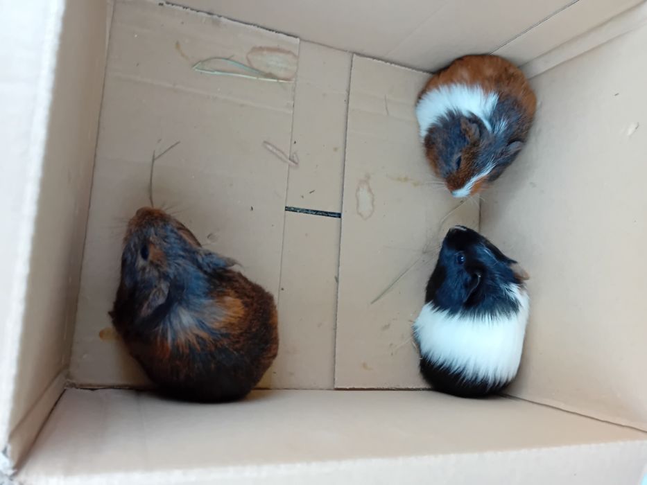 Swinki morskie samiczki