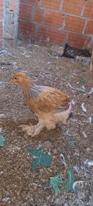 Galinhas Brahmas
