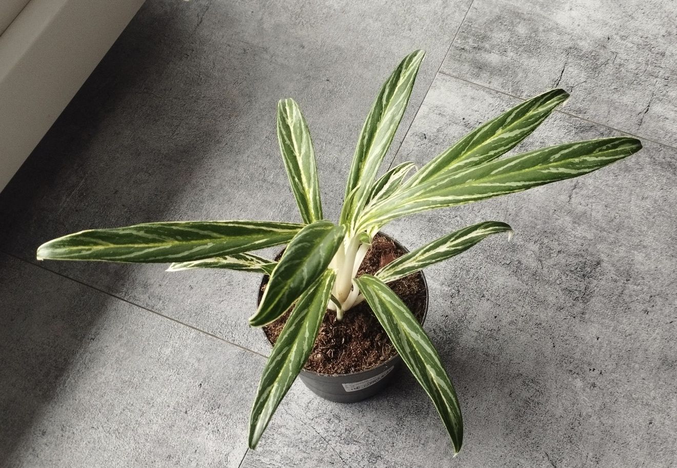 Aglaonema Amalia (zebra feathers) kolekcjonerska