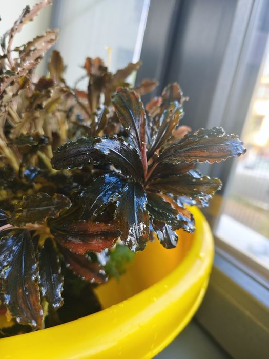 Bucephalandra, Bucki