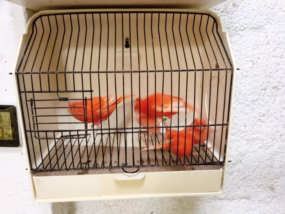 Canários vermelhos
