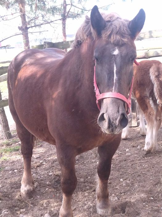 Klacz typ sokólski 82p.