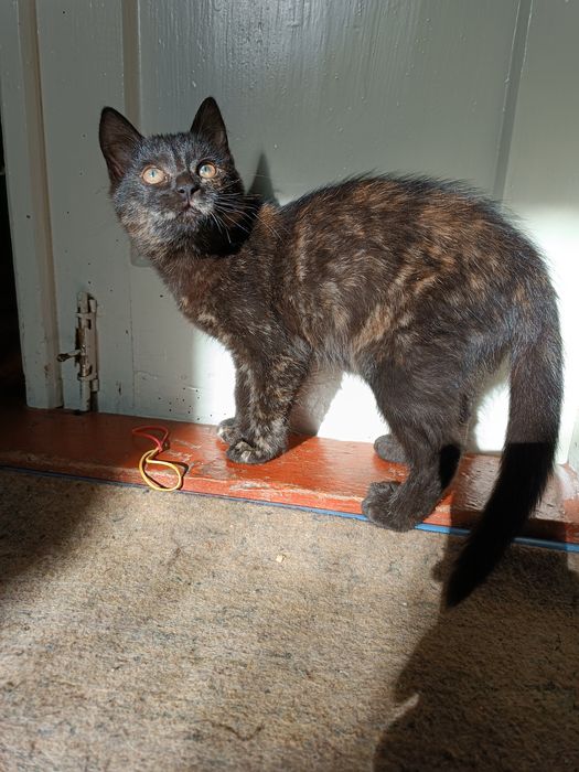 Віддамо в добрі руки красуню з гарним окрасом