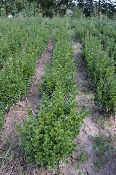 Самшит вічнозелений 30-40 см