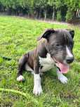 Dziewczynka american staffordshire terrier Amstaff