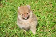 Nori - czekoladowo ruda suczka Pomeranian