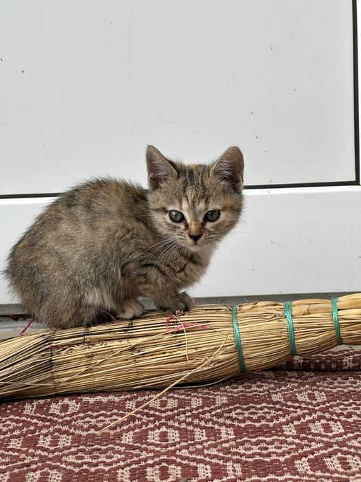 Дві дівчатка-кішечки шукають дім