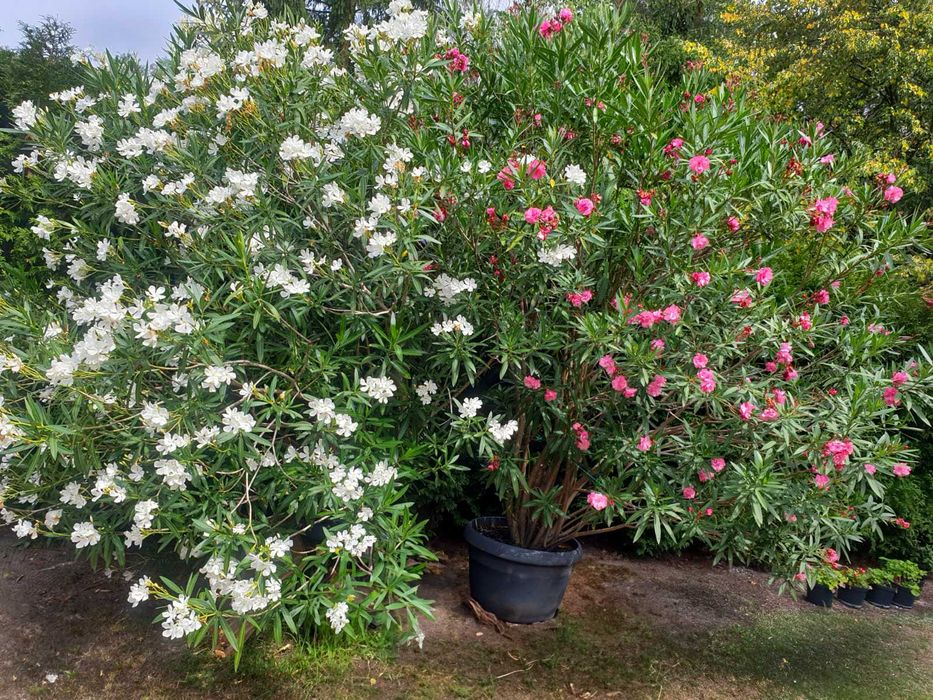 Duży Kwiat Ogrodowy Oleander 3 m, Różowy i Biały