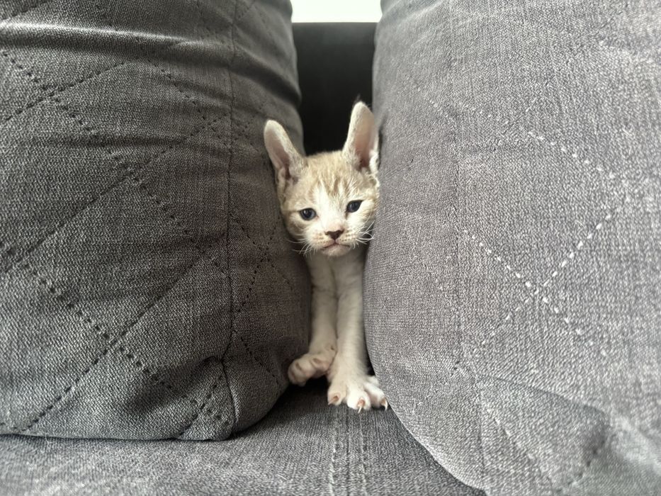 Śliczne kocięta Devon Rex - Słodka Jagoda*PL