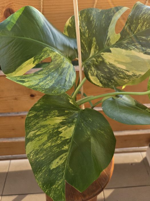 Monstera Aurea Marmorata