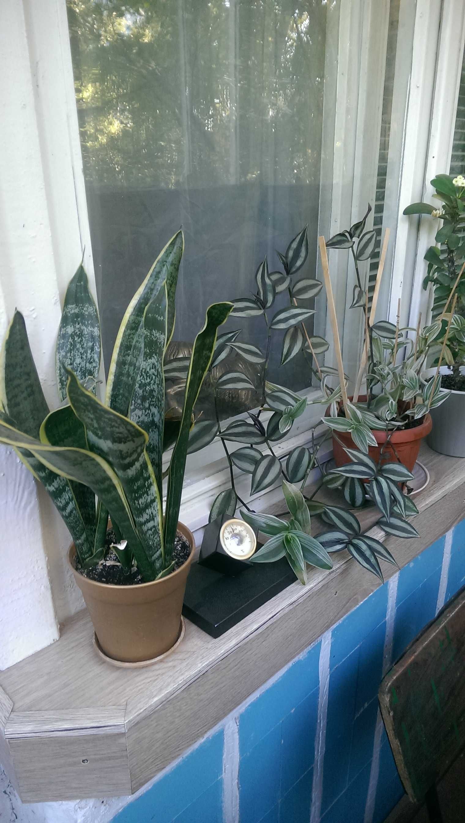 комнатные растения 150 грн