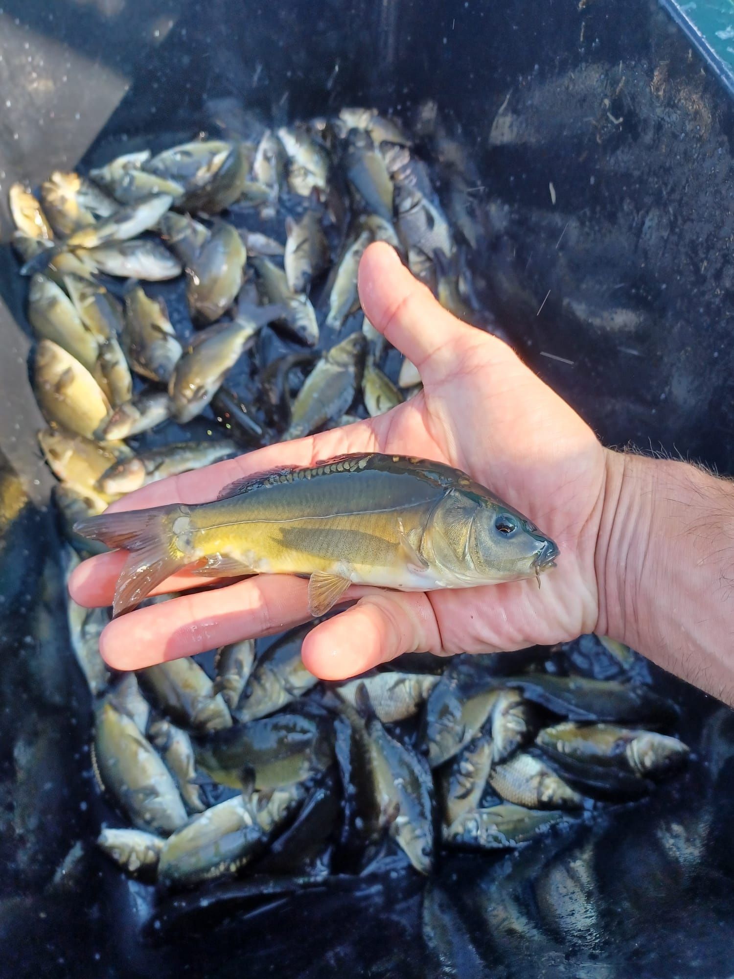 Karp narybek 15-20cm, Lin, Amur, tołpyga