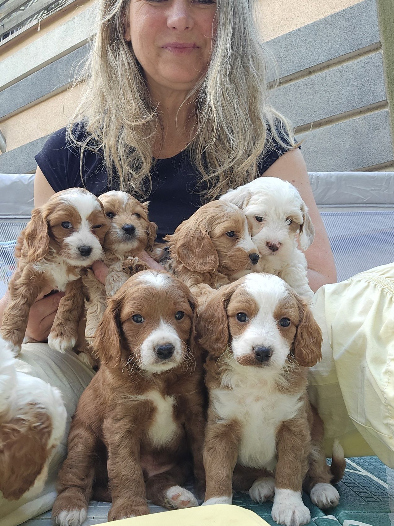 Cockapoo/chłopczyk/ cavapoo