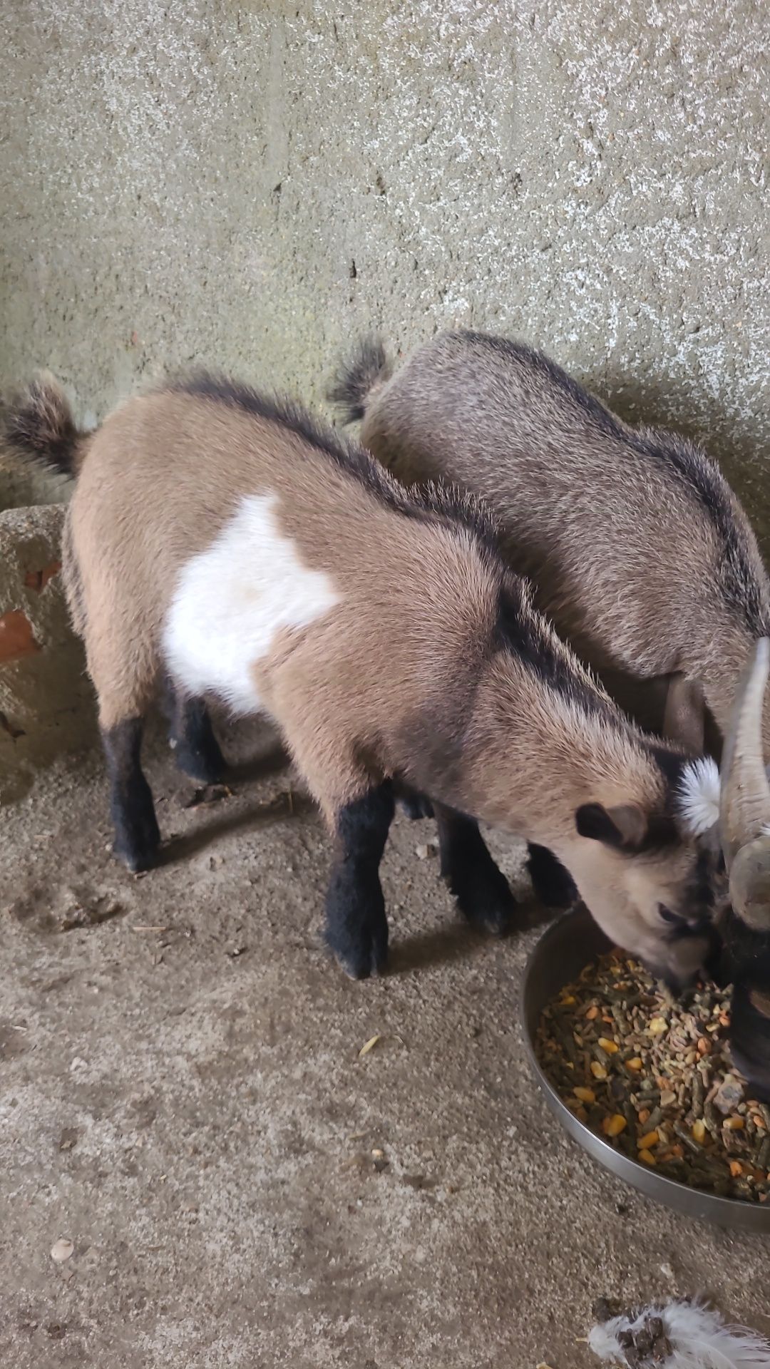 Vendo cabrito anão com 2,5 meses