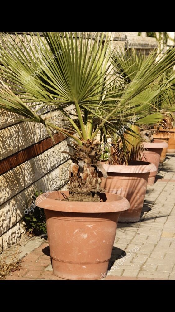 Palmeiras de leque whashingtonia, cycas