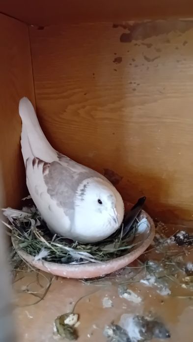 Vendo pombos correios baratos