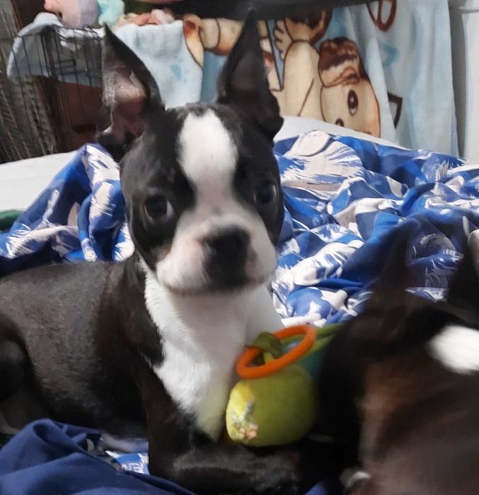 Śliczna sunia boston terrier FCI